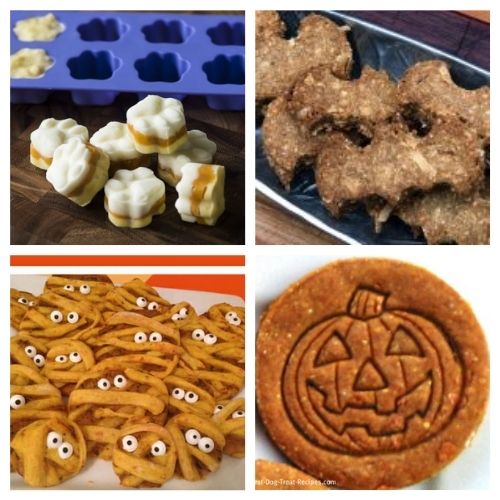 20 Easy & Healthy Homemade Fall Dog Treat Recipes
