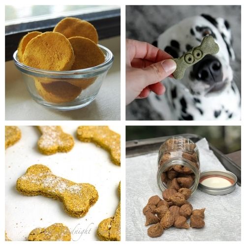 20 Easy & Healthy Homemade Fall Dog Treat Recipes