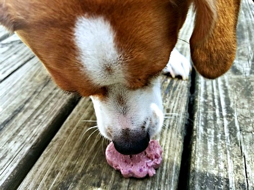 Healthy Homemade Frozen Dog Treats: Peanut Butter & Berry Pops