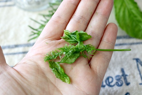Easy Homemade Herb-Infused Cooking Oil Recipe