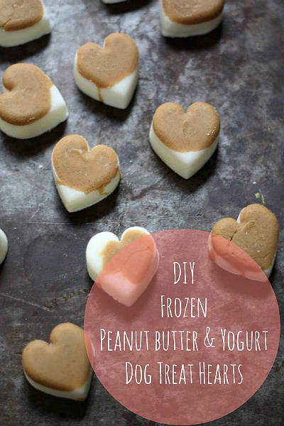 Healthy & Affordable Homemade Dog Treats: 15 Easy Recipes