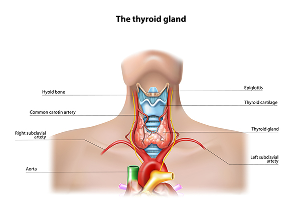 Thyroid Issues and Weight Gain: Understanding the Connection