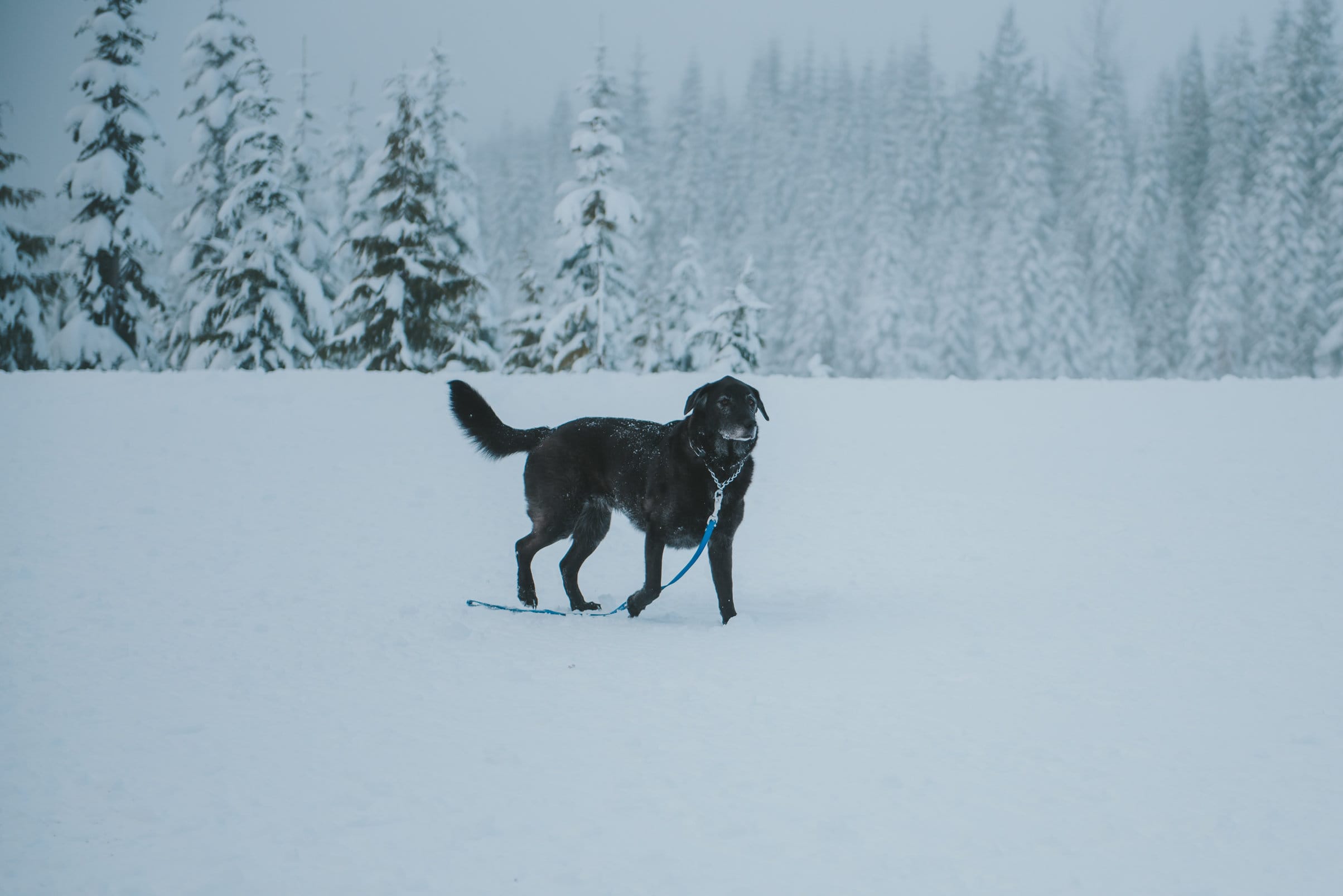 Elegant Winter Wedding: Jewel Tones & Vintage Gowns | Rebecca Ingram