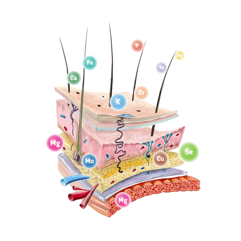 Hair Mineral Analysis: Uncover Hidden Health Insights