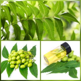 Neem Oil for Hair Growth: Benefits, Application & Effects