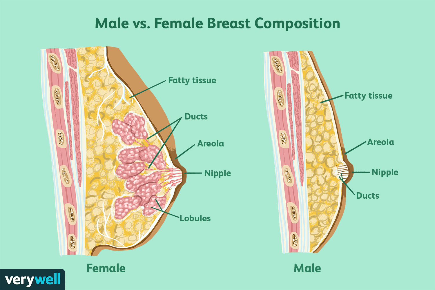 Male Breast Cancer: Symptoms, Risk & Information