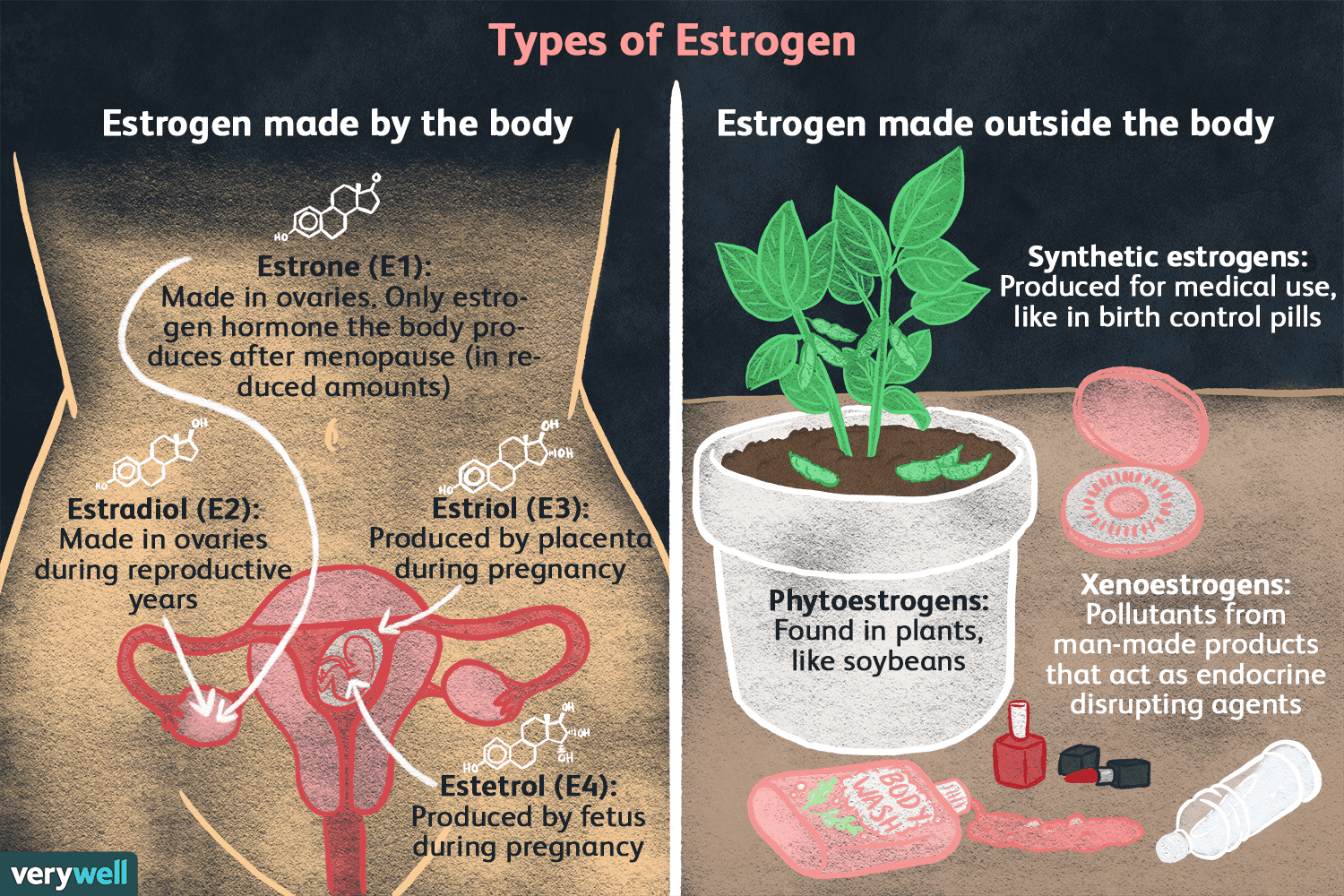 Estrogen & Breast Cancer: Understanding the Connections