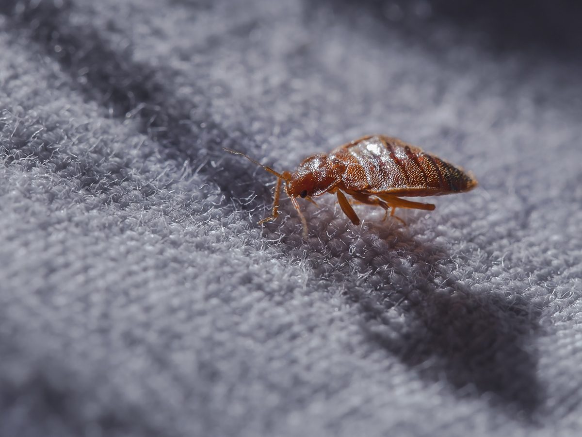 Identifying & Eliminating Common Household Pests: A Comprehensive Guide