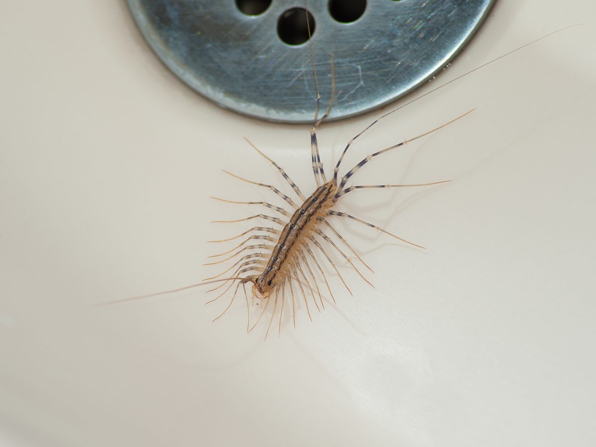 Identifying & Eliminating Common Household Pests: A Comprehensive Guide