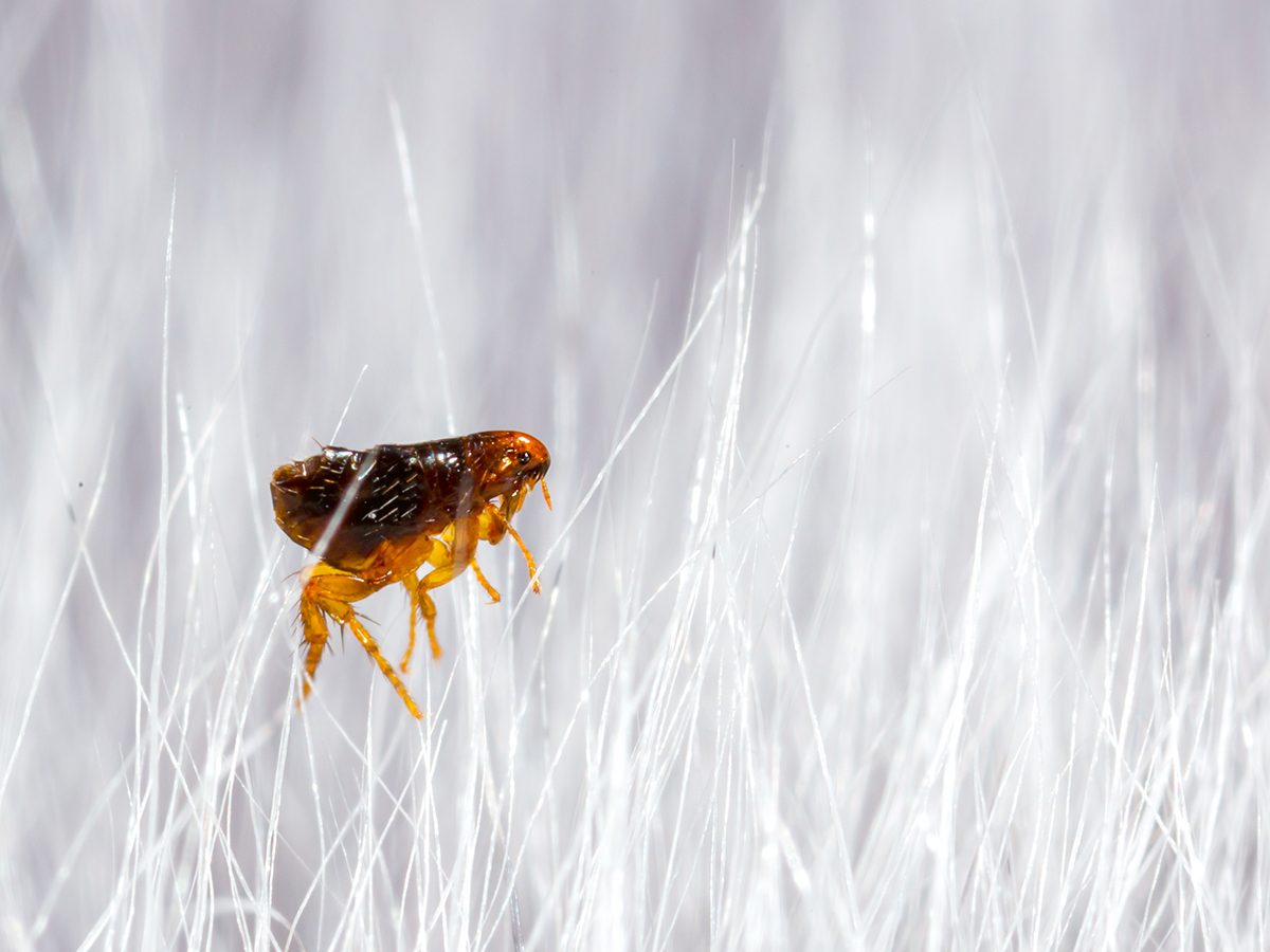 Identifying & Eliminating Common Household Pests: A Comprehensive Guide