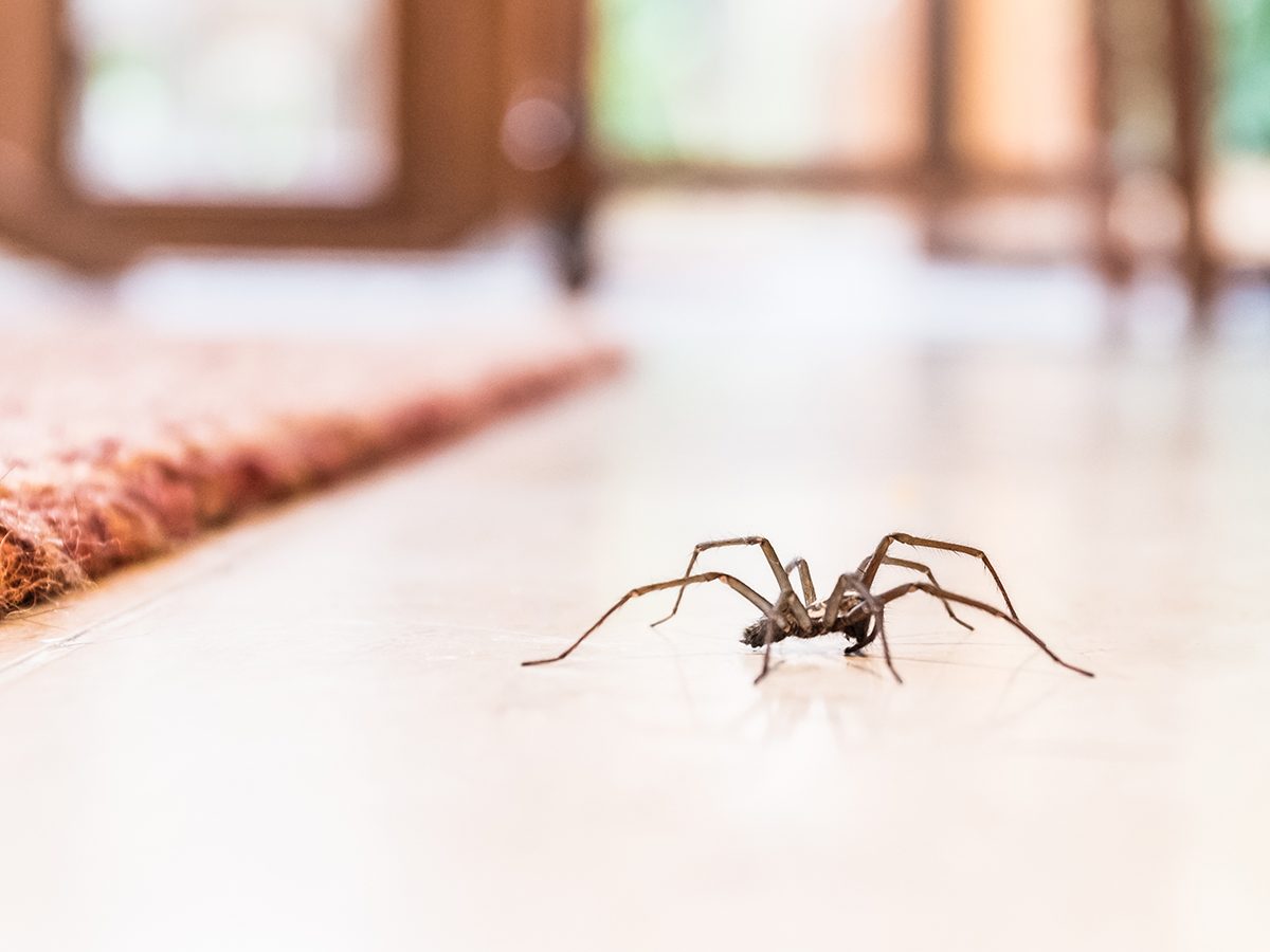 Identifying & Eliminating Common Household Pests: A Comprehensive Guide