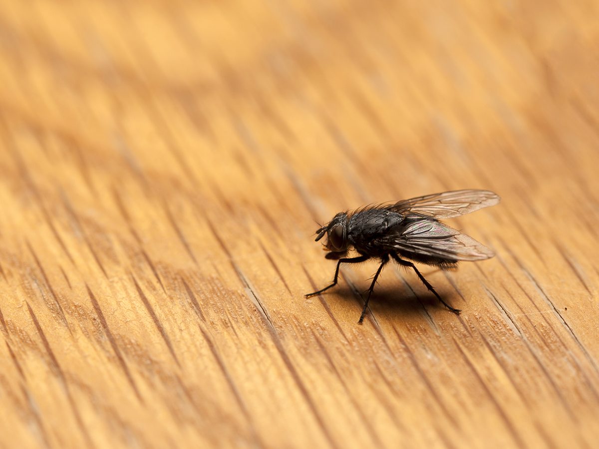 Identifying & Eliminating Common Household Pests: A Comprehensive Guide