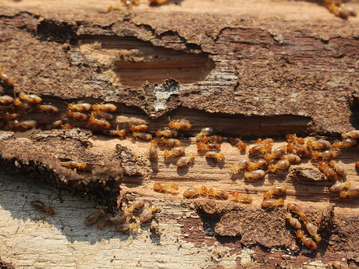 Identifying & Eliminating Common Household Pests: A Comprehensive Guide