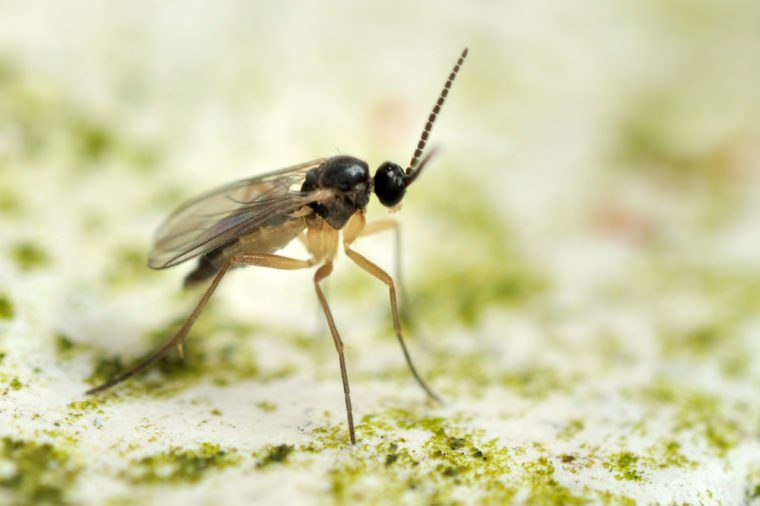 Identifying & Eliminating Common Household Pests: A Comprehensive Guide