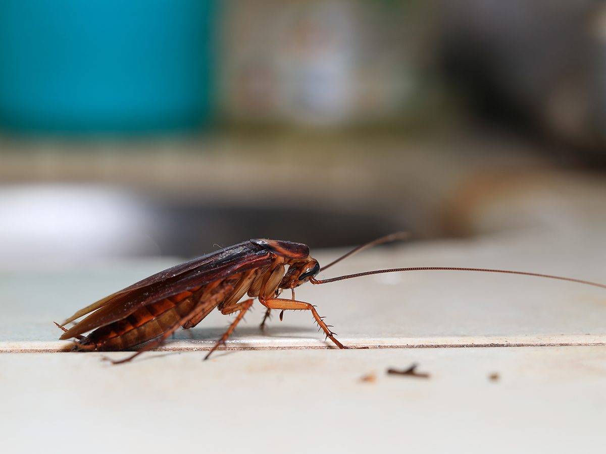 Identifying & Eliminating Common Household Pests: A Comprehensive Guide