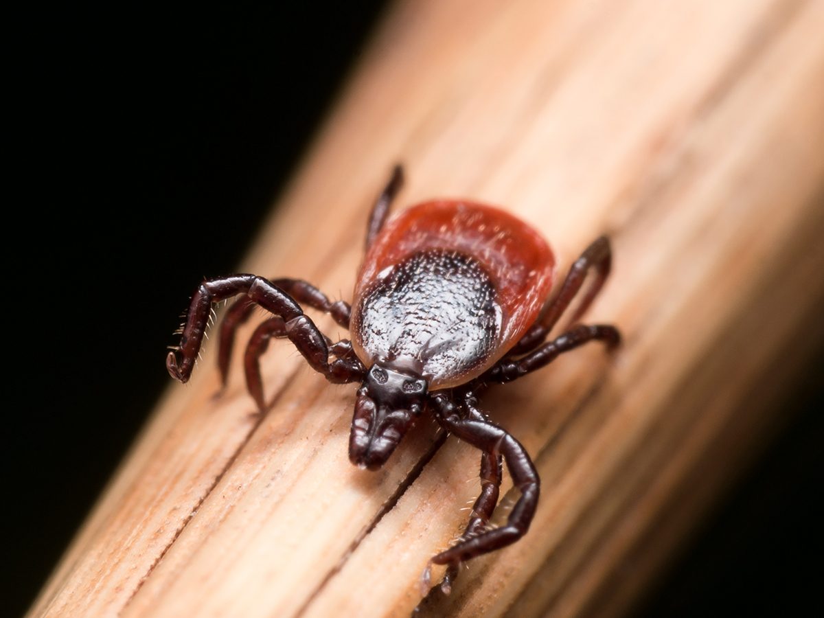 Identifying & Eliminating Common Household Pests: A Comprehensive Guide