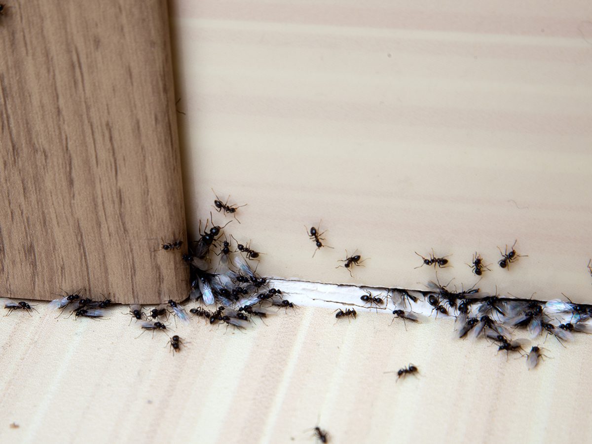Identifying & Eliminating Common Household Pests: A Comprehensive Guide