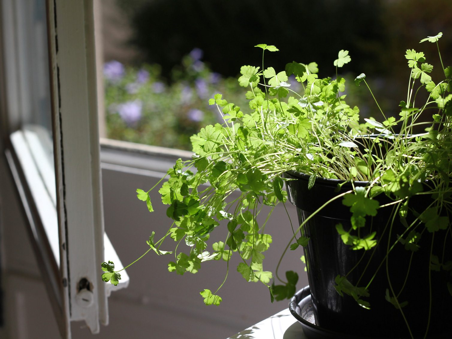 Eliminate Kitchen Odors: 9 Effective DIY Solutions