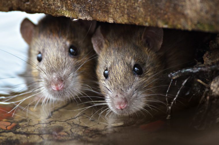 Attic Pests: Identifying & Eliminating Common Infestations