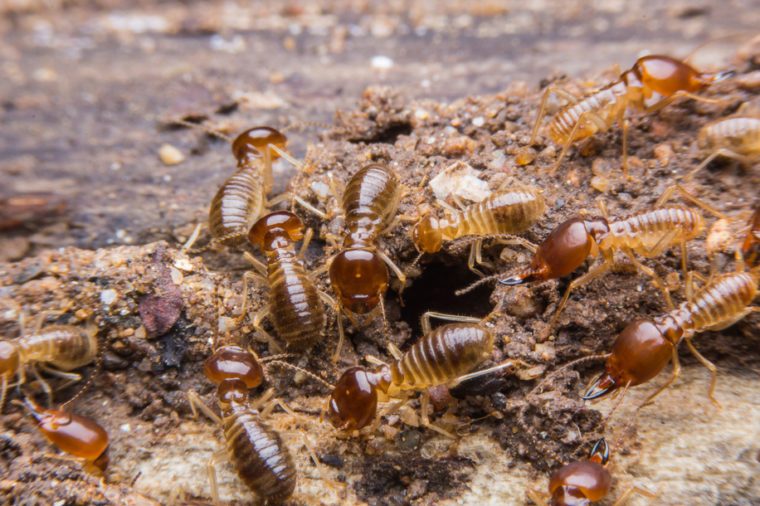 Attic Pests: Identifying & Eliminating Common Infestations