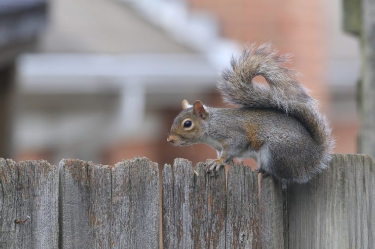 Attic Pests: Identifying & Eliminating Common Infestations