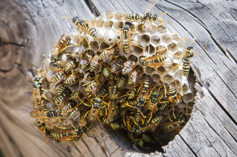 Attic Pests: Identifying & Eliminating Common Infestations