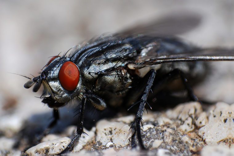 Attic Pests: Identifying & Eliminating Common Infestations