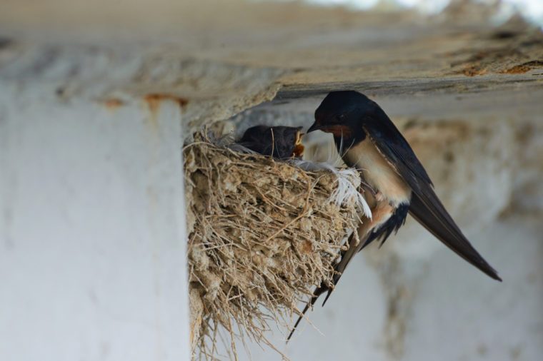 Attic Pests: Identifying & Eliminating Common Infestations