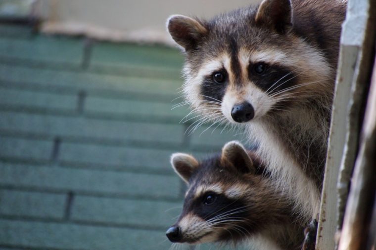 Attic Pests: Identifying & Eliminating Common Infestations