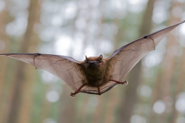Attic Pests: Identifying & Eliminating Common Infestations