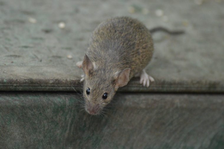 Attic Pests: Identifying & Eliminating Common Infestations