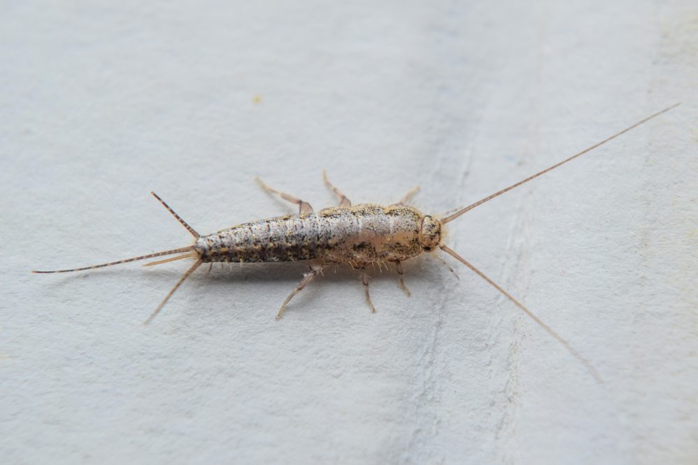 Attic Pests: Identifying & Eliminating Common Infestations