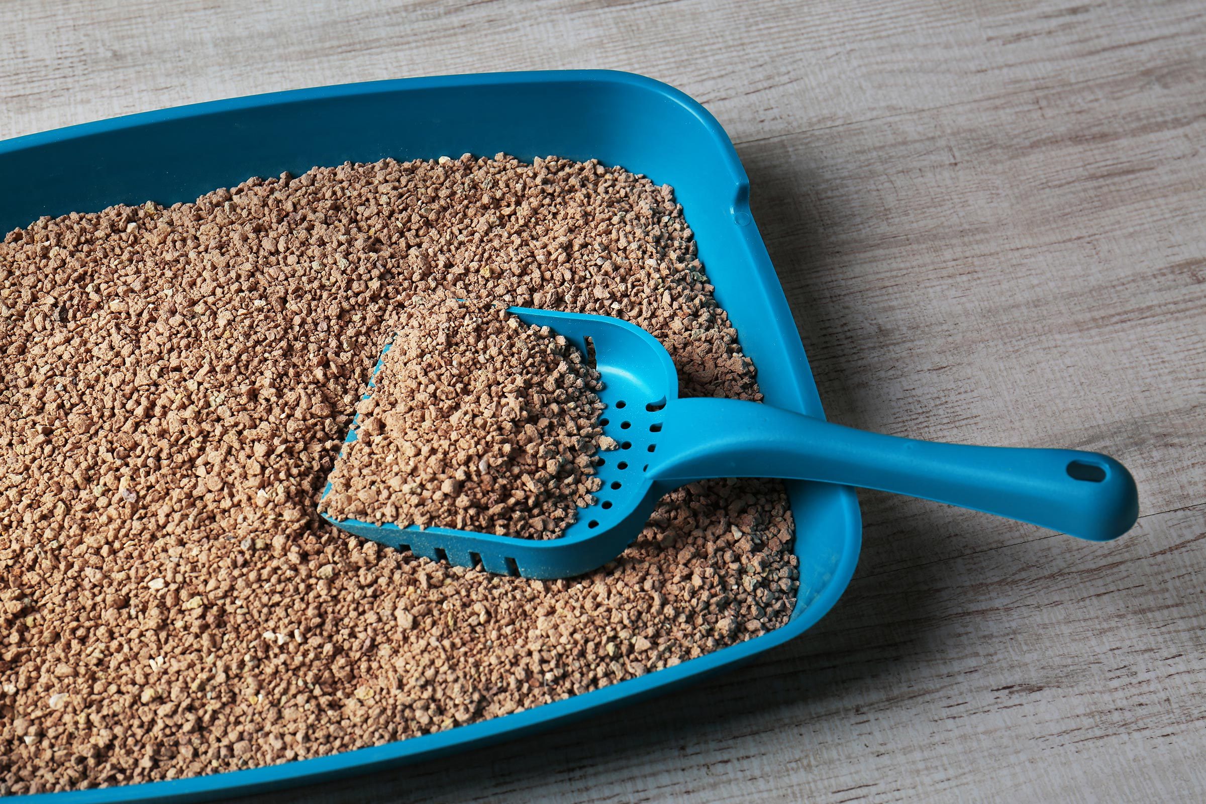 Quick & Easy Cat Puke Cleanup: A Step-by-Step Guide