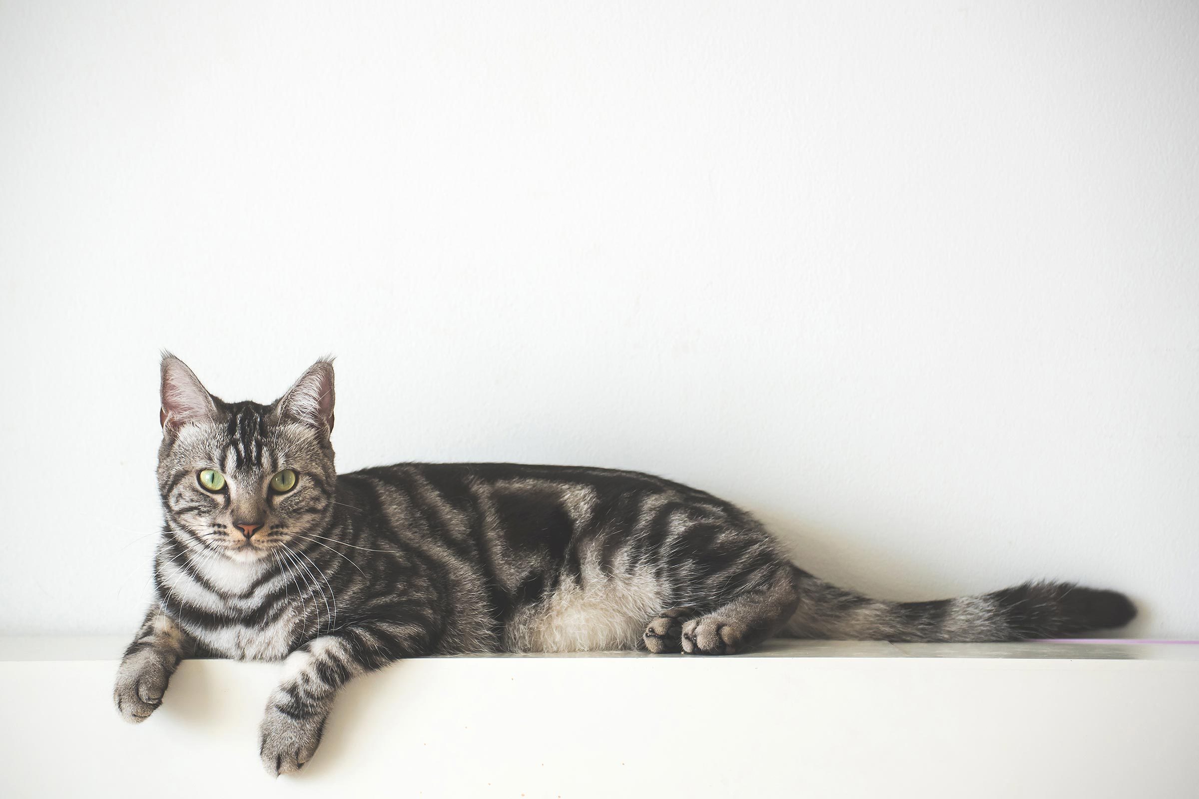 Quick & Easy Cat Puke Cleanup: A Step-by-Step Guide