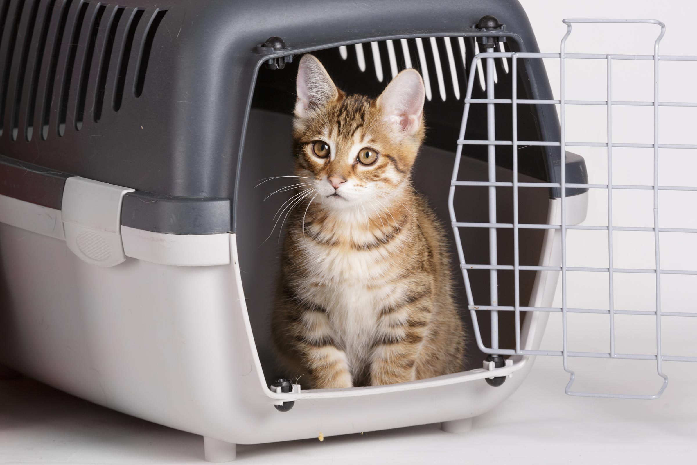 Quick & Easy Cat Puke Cleanup: A Step-by-Step Guide