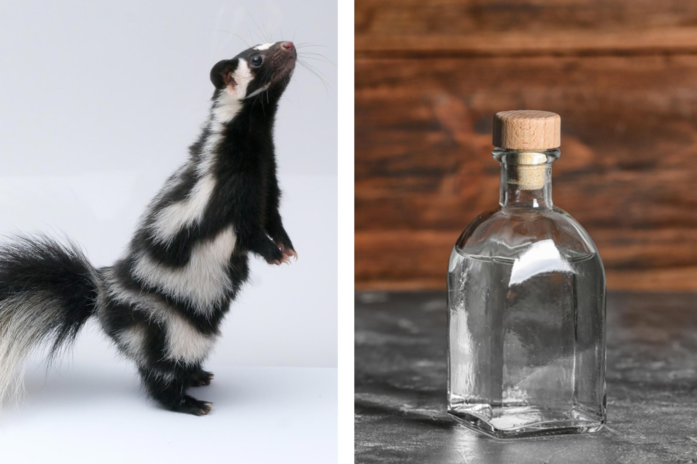 Natural Fridge Deodorizers: Eliminate Odors with Pantry Staples