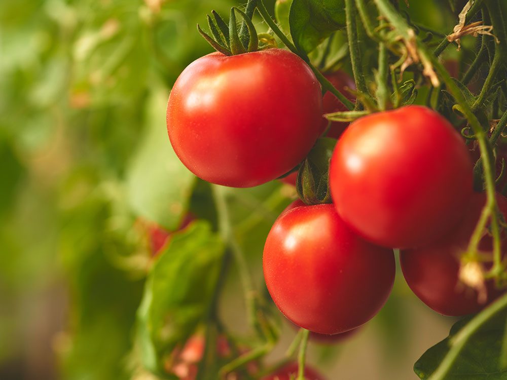 8 Cholesterol-Lowering Foods for a Healthier Heart