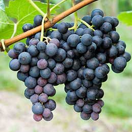 Choosing & Storing Fruits and Berries: A Smart Guide