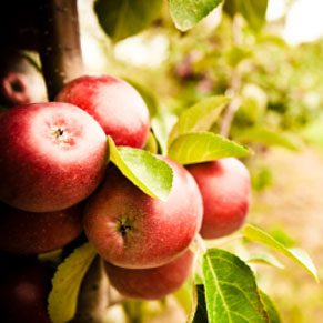 7 Essential Tips for a Healthy Vegetarian Diet