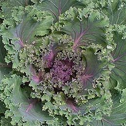 Turnip Greens & Kale: Flavor, Texture & Cooking Tips