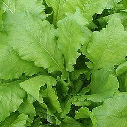 Turnip Greens & Kale: Flavor, Texture & Cooking Tips