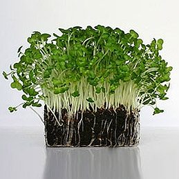 Turnip Greens & Kale: Flavor, Texture & Cooking Tips