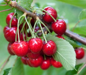 7 Pain-Relieving Foods: Natural Ways to Reduce Inflammation
