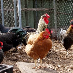 Choosing Quality Eggs: A Comprehensive Guide to Egg Labels