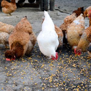 Choosing Quality Eggs: A Comprehensive Guide to Egg Labels