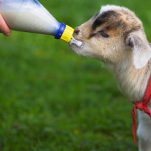 Best Milk Alternatives: A Comprehensive Guide (Almond & Soy)