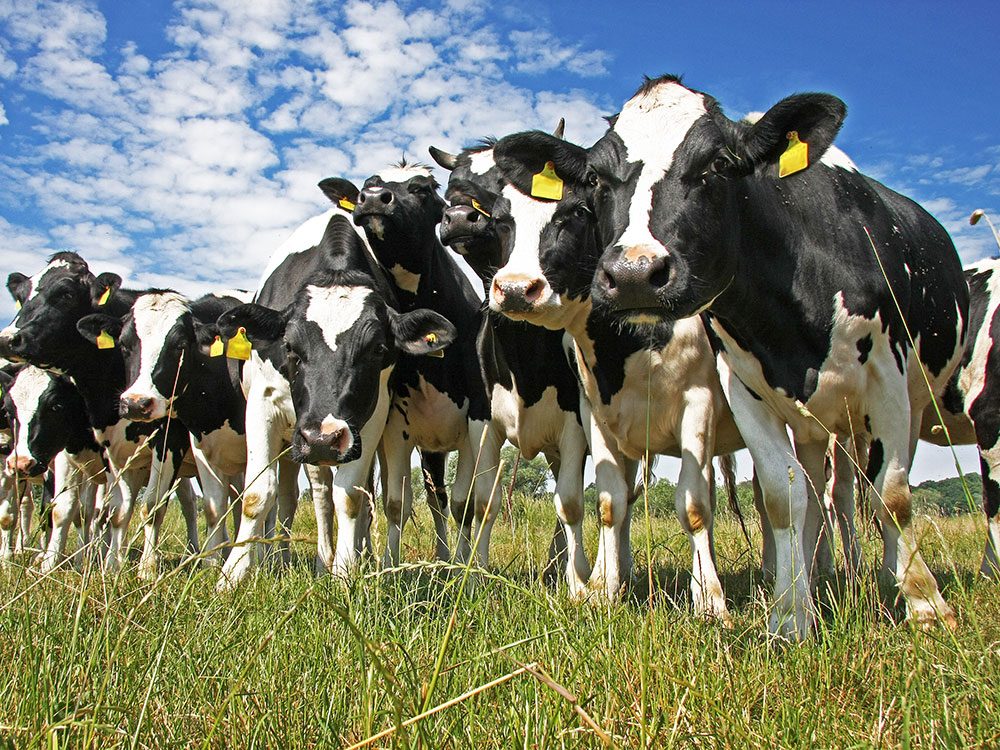 Milk s Health Benefits: A Comprehensive Look