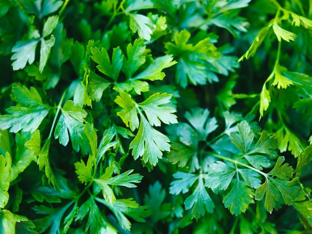 Parsley: 10 Surprising Health Benefits You Need to Know