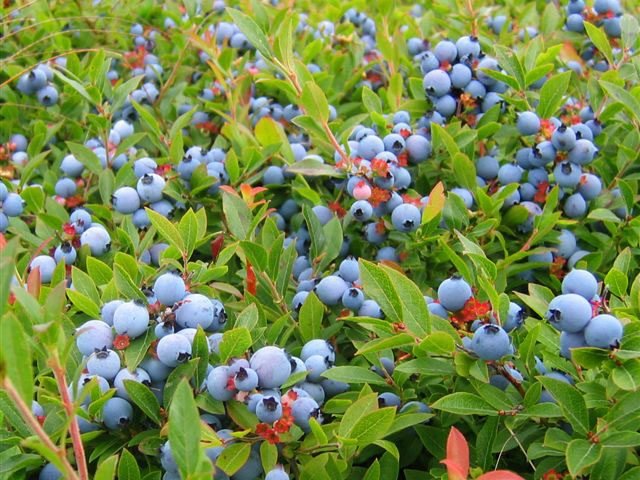 Wild Blueberries: Unique Facts & Differences from Cultivated Blueberries