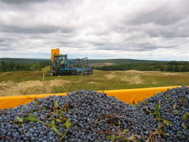 Wild Blueberries: Unique Facts & Differences from Cultivated Blueberries